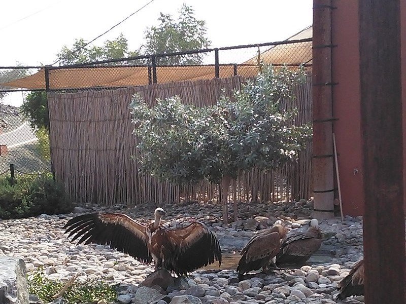 Kalba Bird of Prey Center