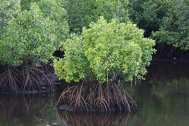 Kalba Mangrove Centre